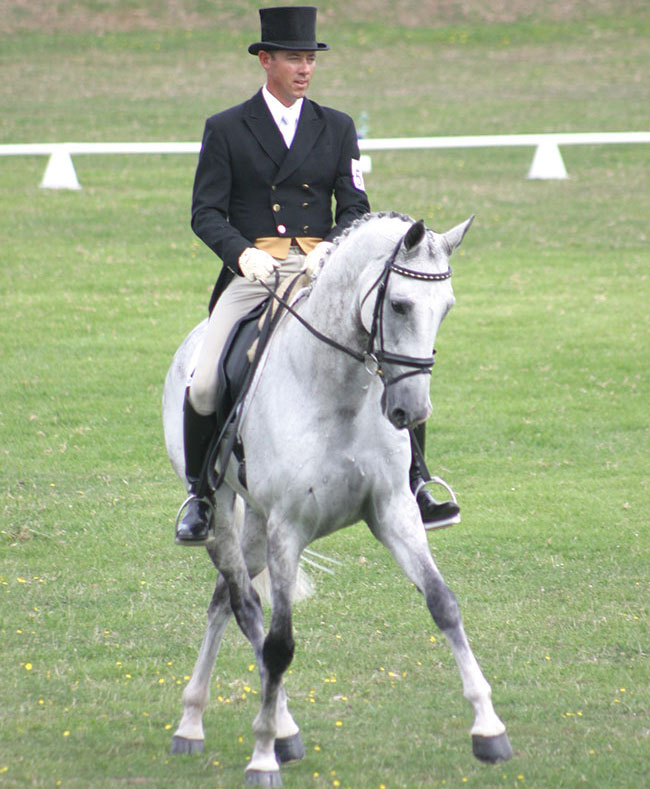 Dressage