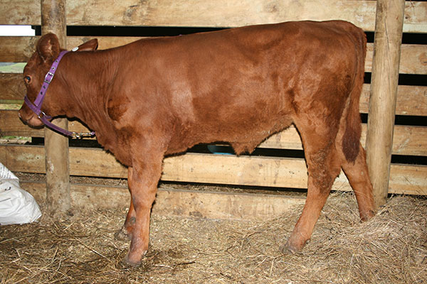 Calf 35Weeks 01