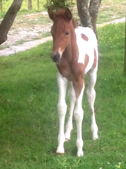 Filly Foal By Galaxy Pourewa