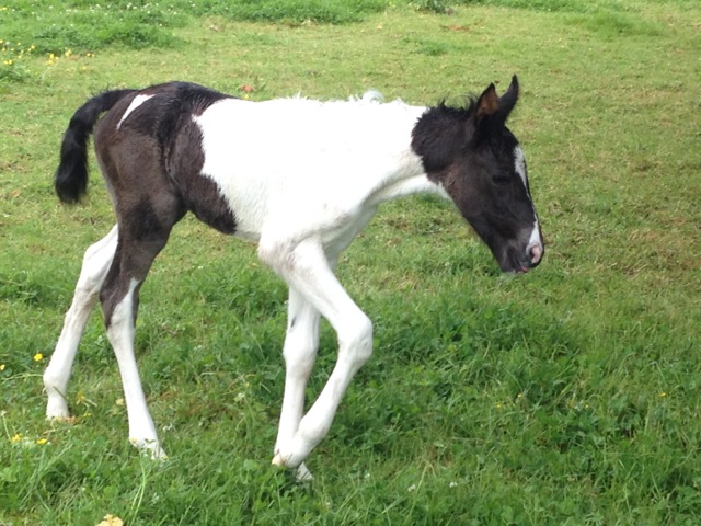 Filly Foal By Galaxy Magician